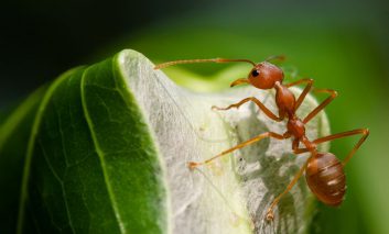برای مبارزه ایمن تر و ارزان تر با آفات، از مورچه‌ها استفاده کنید