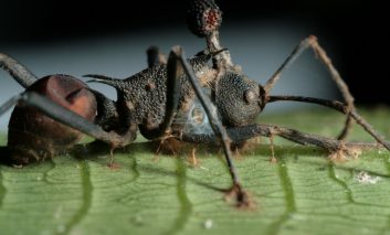 زامبی‌ وجود دارد، اما نوع مورچه‌ای آن!