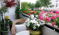 بهترین گل‌ها برای پرورش در بالکن