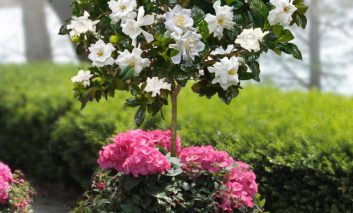 یک باغچه معطر درست کنیم