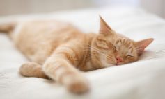گربه‌ها چه خواب‌هایی می‌بینند؟!