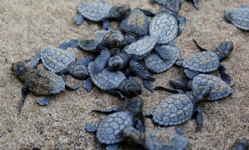 نجات لاک‌پشت‌های دریایی ترکیه