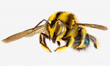 استرالیا؛ سرزمین رویایی زنبورها