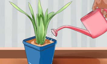 ۴ روش برای آبیاری گیاهان بیرون و درون خانه در طول سفر