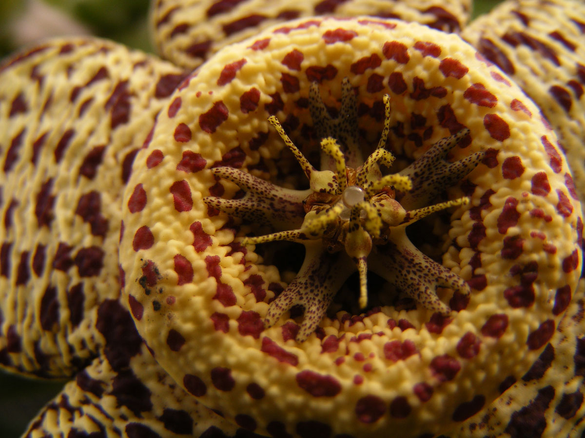 9- این عکس توسط عکاسی جوان گرفته شده است. عکاس 10 ساله عکسی از گل گیاه اربرا واریگاتا را به تصویر کشیده است که شبیه به موجودی دریایی شده.