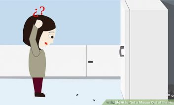 موش‌های موذی را از خانه بیرون کنید