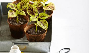 تکثیر گیاهان خانگی از سیر تا پیاز (خواباندن، دانه، جوانه جانبی)!