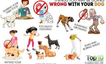 ۱۰ رفتار اشتباهی که با سگ‌تان دارید