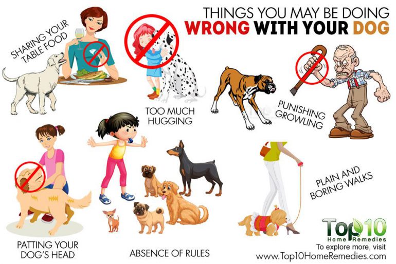 ۱۰ رفتار اشتباهی که با سگ‌تان دارید