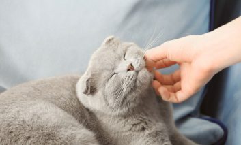 چرا گربه‌ها خرخر می‌کنند؟