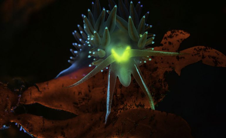 Flabellina eyes