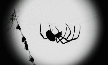 فوت و فن دور نگه داشتن عنکبوت‌ها از وسایل خانه