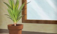 چگونه گیاهان‌مان را از سرما حفظ کنیم؟