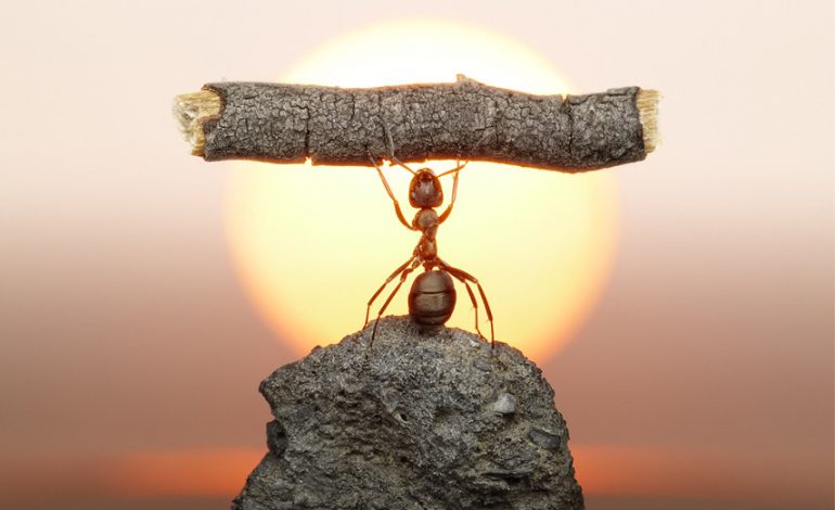 عکس‌هایی فانتزی و طبیعی از مورچه‌ها