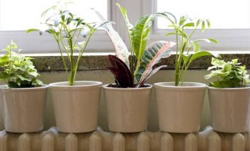 تفاوت بین گیاهان درون و بیرون خانه چیست؟