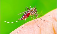 بی رغبت کردن پشه‌ها به خون انسان از طریق داروهای رژیمی