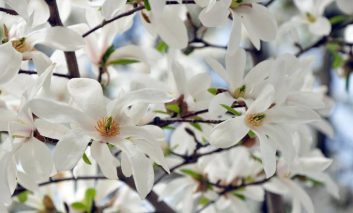 گل‌های بهاره سفید رنگ