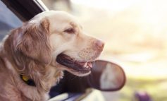 تشخیص بیماری صرع توسط سگ، از طریق حس بویایی
