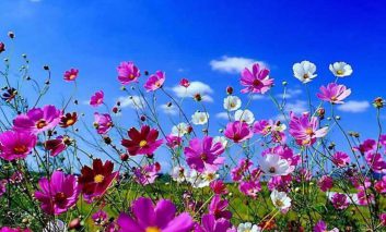 ۱۱ گل‌ خوشبوی بهاری
