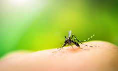 فرا رسیدن فصل پشه‌ها: روش‌های مقابله