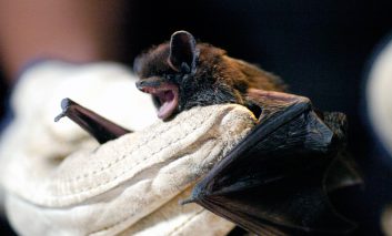 خطر ابتلا به هاری در خفاش‌ها بیشتر از سگ‌ها است