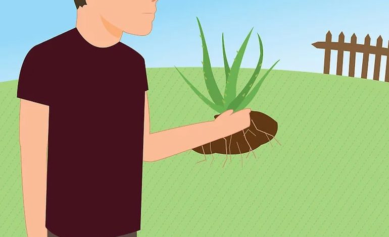 چطور گیاه آلوئه ورای در حال مرگ‌ از پوسیدگی ریشه را نجات دهیم؟