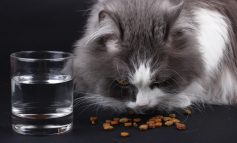 هرگز این ۸ غذا را به گربه‌تان ندهید!