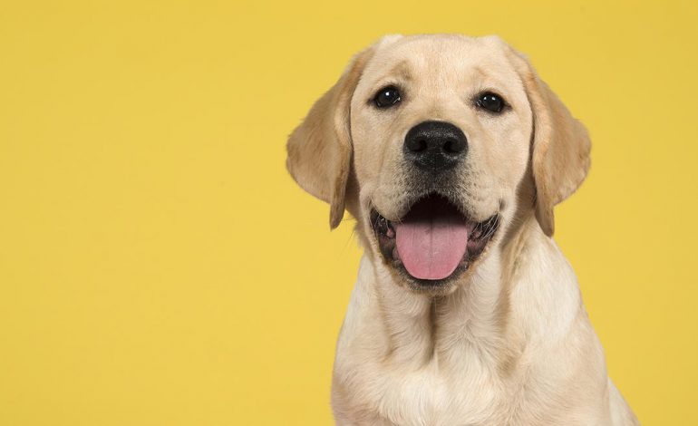 تحقیقات جدید روش بهتری برای محاسبه سن واقعی سگ‌ها پیدا کرده است