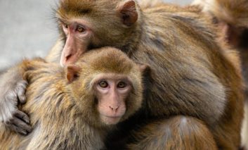 تاثیر استرس و وضعیت اجتماعی گذشته بر روی ژن و سلامت در میمون‌ها