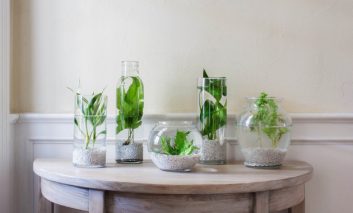 باغچه آبی آپارتمانی: معرفی گیاهان مناسب و ایده‌هایی برای شروع