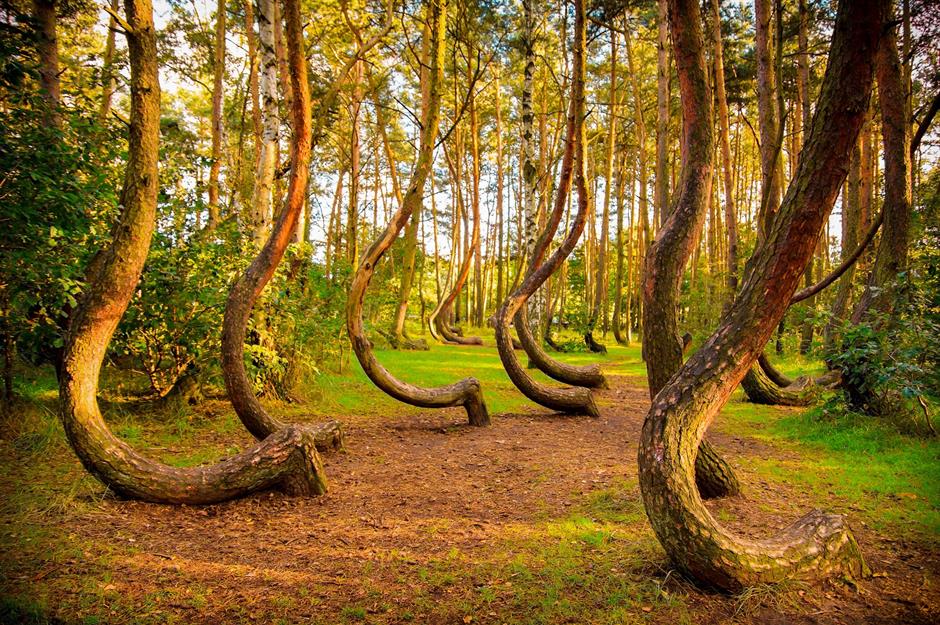 Crooked Forest, Gryfino, Poland