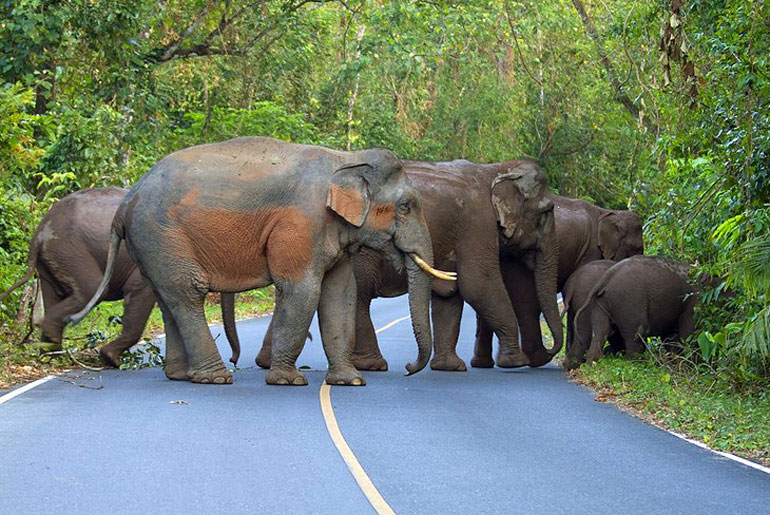 Wild Elephants at Khao Yai National Park