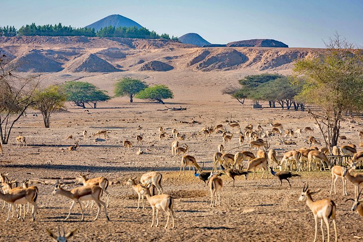 Discover the Nature Reserve on Sir Bani Yas Island