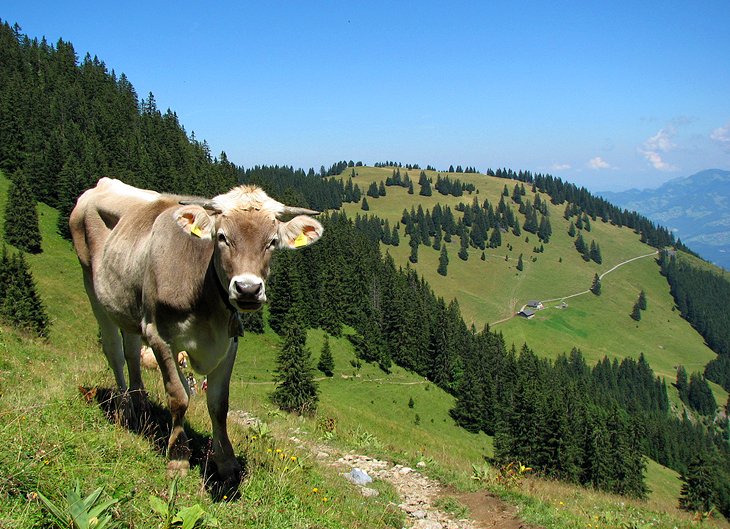 Schaan and the Liechtenstein Festival