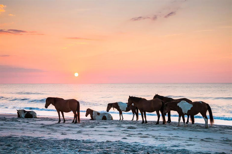 Assateague Island, Maryland and Virginia