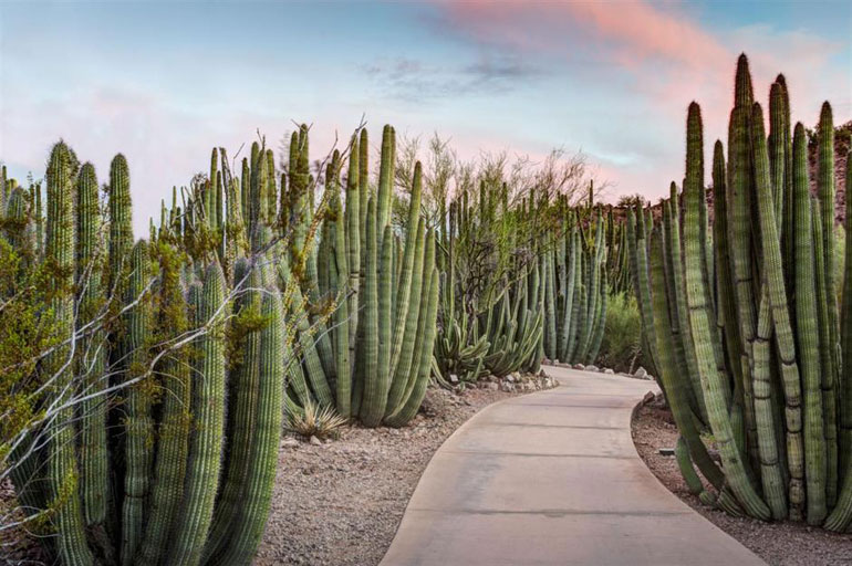 Desert Botanical Garden, Phoenix, Arizona, USA