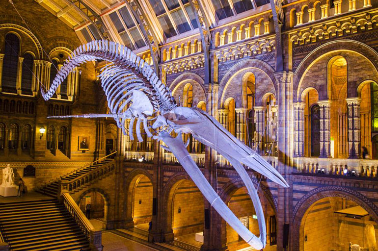 Natural History Museum, London, England, UK