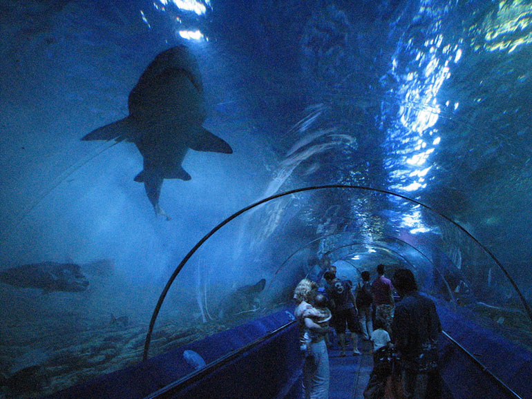 Aquarium of Western Australia (0,8 million gallons)