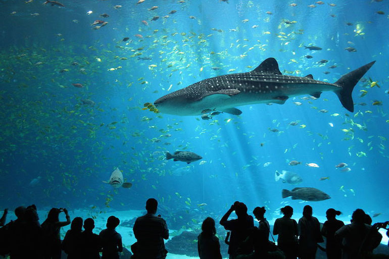 Georgia Aquarium (6,3 million gallons)
