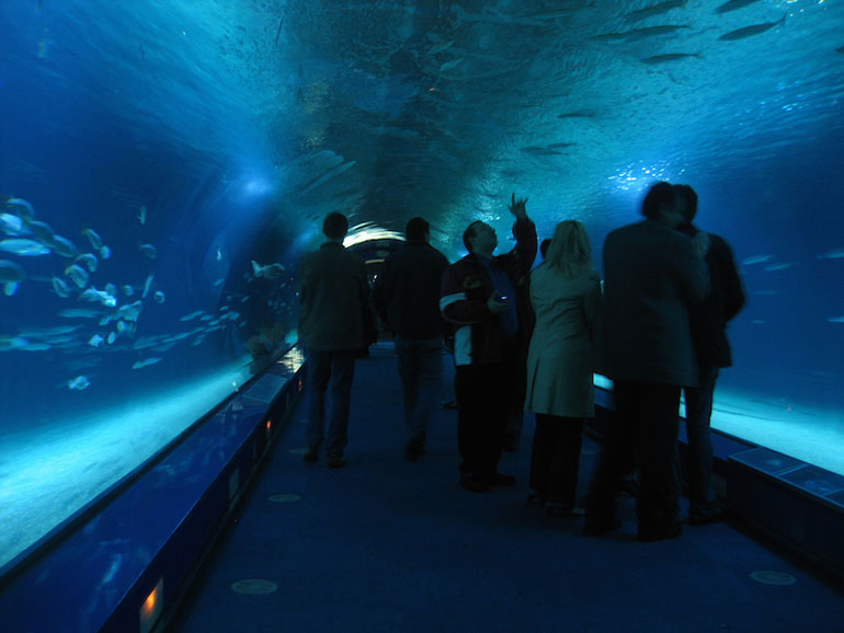 L'Oceanografic (1,85 million gallons)