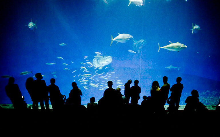 Monterey Bay Aquarium (1,2 million gallons)