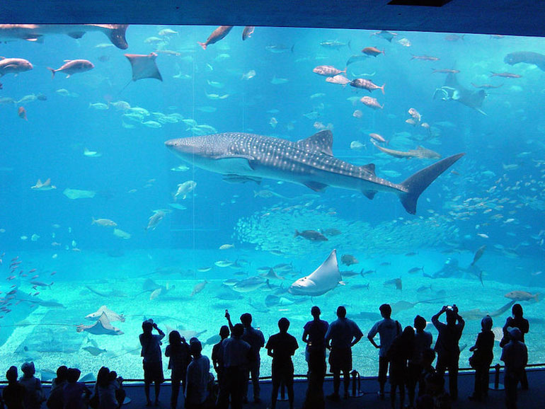 Okinawa Churaumi Aquarium (1,98 million gallons)
