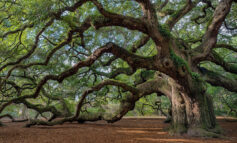 قدیمی‌ترین درختان جهان