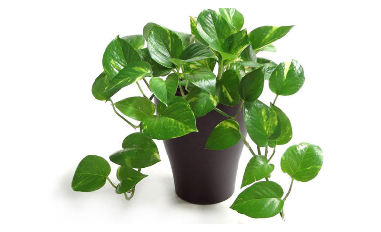 بهترین گیاهان برای تصفیه و تمیز کردن هوای داخل خانه