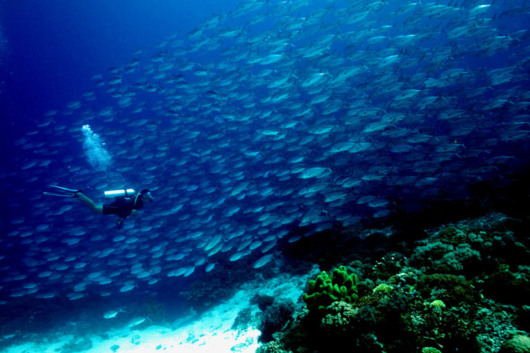 صخره زیردریایی توباتاها فیلیپین