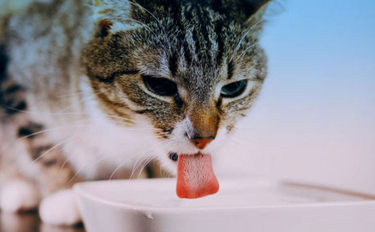 نوشیدن آب گربه