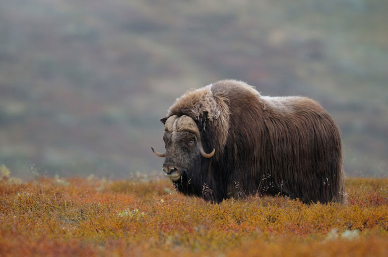 Dovrefjell-Sunndalsfjella National Park