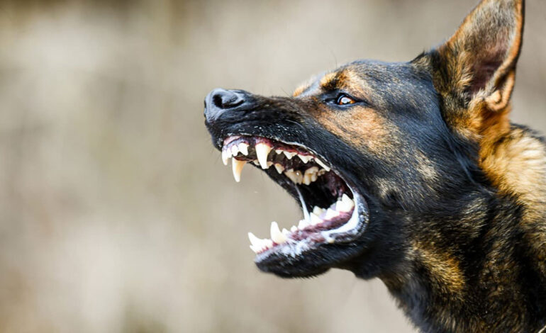 نشانه‌های هشدار حمله سگ را بدانید