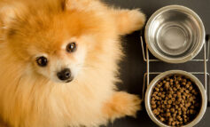 برنامه غذایی مناسب سگ چیست؟ سلامت سگ از مسیر تغذیه می‌گذرد