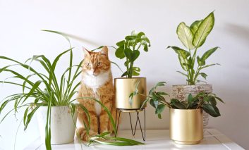گیاهان گربه دوست !